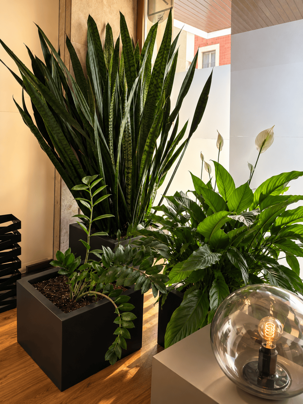 Plants at the studio entrance